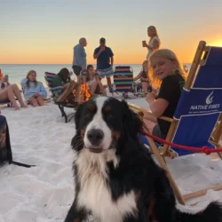 dog at beach